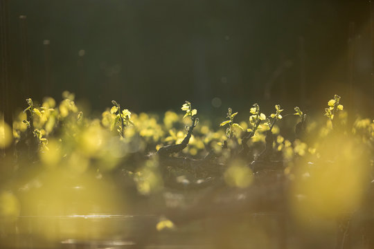 New grape vine leaves glow in the sunlight during golden hour. Springtime in wine country.