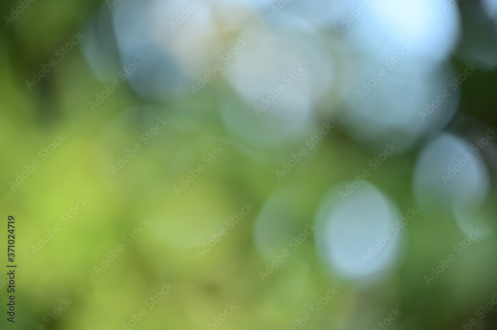 Poster abstract green bokeh background, green blurred abstract background from foliage sunshine background