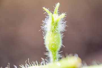 Organic Cantaloupe in the garden. - Image