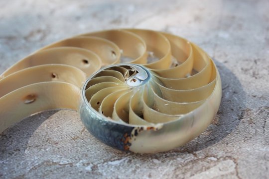 Nautilus shell with copy space concrete stone background cross section symmetry Fibonacci spiral sequence 