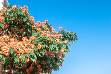 Persian Silk Tree (Albizia julibrissin) in park, south coast of Crimea