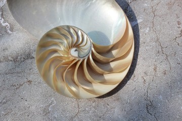 Nautilus shell with copy space concrete stone background cross section symmetry Fibonacci spiral...