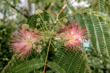 Persian Silk Tree (Albizia julibrissin) in park, south coast of Crimea