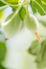 Organic Cantaloupe in the garden. - Image