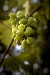 Grüne saftige Trauben