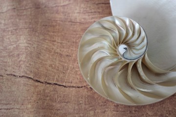 Nautilus shell with copy space wooden background cross section symmetry Fibonacci spiral sequence...