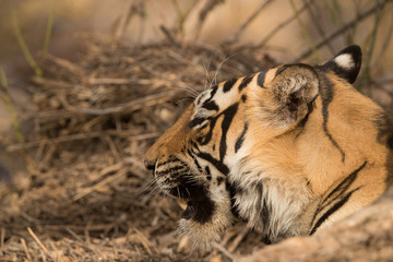 Closeup of tiger cub, Wildlife National Tiger Reserve, India