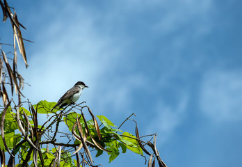 An Eastern Kingbird rests in the treetops with defocused pods and green leaves against a pretty blue and white sky in Oklahoma with plenty of copy space.