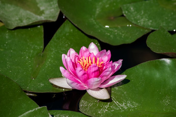 Hybrid Waterlily (Nymphaea hybridum) in park