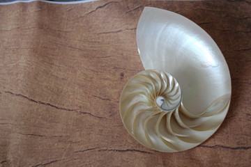 Nautilus shell with copy space wooden background cross section symmetry Fibonacci spiral sequence...