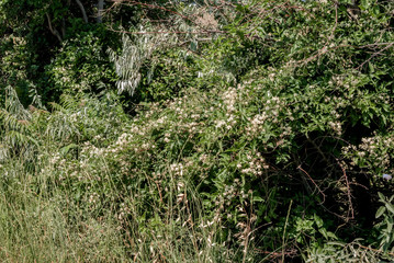 Old Man's Beard (Clematis vitalba) in coastal hills of Crimea