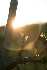detail shot of new growth on a row of grape vines during golden hour in Spring. © Rebecca