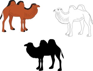 Colored, outline and silhouette of camels. Illustrations for kids coloring book