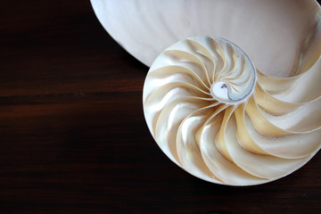 Nautilus shell with copy space wooden background cross section symmetry Fibonacci spiral sequence...