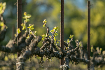 New leaves on grape vines against background of trees and blue sky. Springtime in wine country.