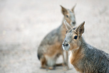 Naklejka na ściany i meble Patagonian mara (Dolichotis patagonum) is a relatively large rodent in the mara genus (Dolichotis). It is also known as the Patagonian cavy