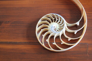 Nautilus shell with copy space wooden background cross section symmetry Fibonacci spiral sequence...