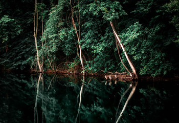 Naklejka premium Amazonas in Sachsen