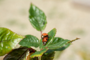 Mating ladybugs
