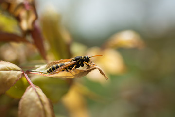 wasp on a leaf