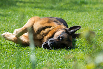 happy german shepherd dog lying on a field