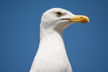 close up of a seagull on a blue sky