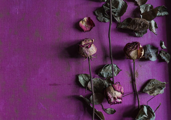  dry roses on purple textured background, flat lay