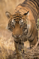 Tigress T60 cub on walk, Wildlife National Tiger Reserve, India