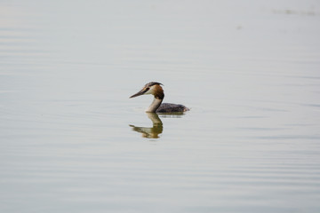 great crested grebe