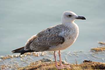 young seagull on a rocks