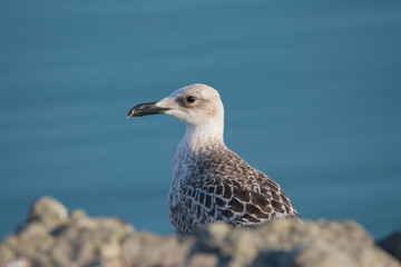 seagull on the rocks