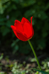 Tulip Cultivar (Tulipa hybrida) in park