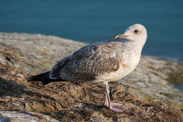 seagull on the rocks