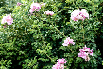 Beautiful light pink flowers on a sunny day.