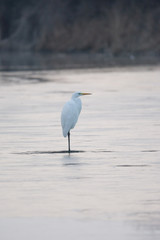 great white heron
