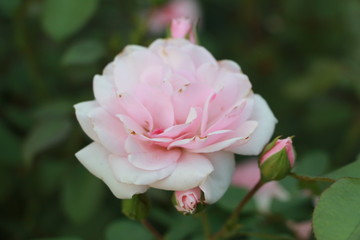 pink rose in the garden