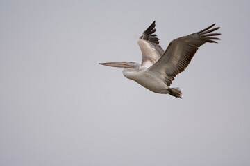 pelican in flight