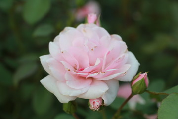 pink rose in garden
