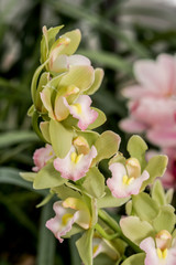 Boat Orchid (Cymbidium cv) in greenhouse
