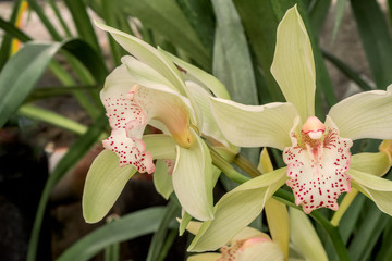 Boat Orchid (Cymbidium cv) in greenhouse