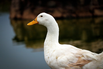 White duck at a river