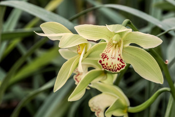 Naklejka na ściany i meble Boat Orchid (Cymbidium cv) in greenhouse