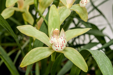 Obraz premium Boat Orchid (Cymbidium cv) in greenhouse