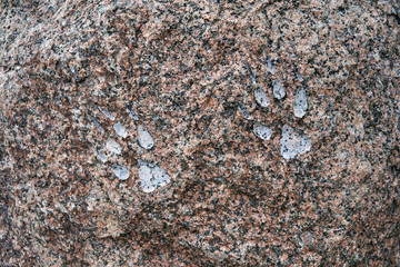 Small animal footprint engraved in the stone. 