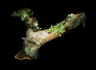 Northern Forest Detritus