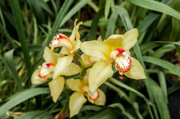 Boat Orchid (Cymbidium cv) in greenhouse