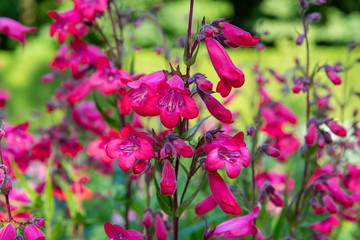 Close up of crimson red Penstemon `Schoenholzeri` (Penstemon 'Firebird) beard-tongue in English cottage garden. Backlit by warm evening sun.