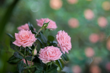 Brazil Flowers Roses Colors