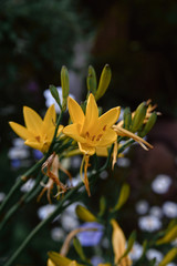 flower yellow daylily, bush, evening light cloudy