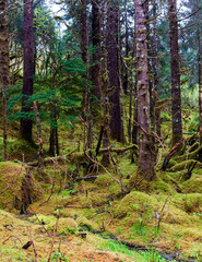 Mossy Floor of the Rain Forest